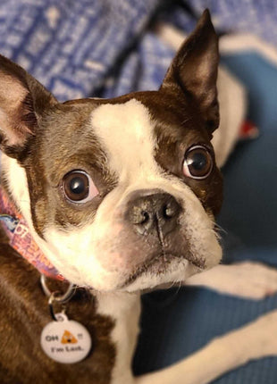 PetHub QR Pet ID Tag – Oh Crap I’m Lost