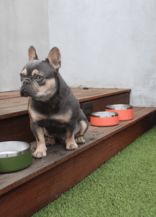 Stainless Steel Pet Bowl – Non-Slip, Durable & Dishwasher Safe | 32oz and 64oz