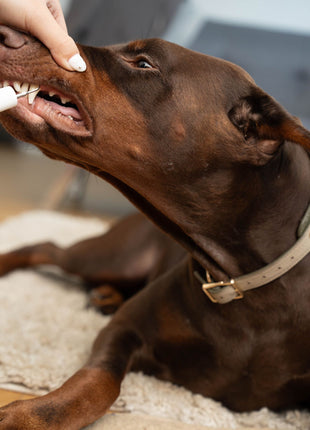 Dr. Milou Ultrasonic Home Pet Oral Care Set (100% Money Back Guarantee)