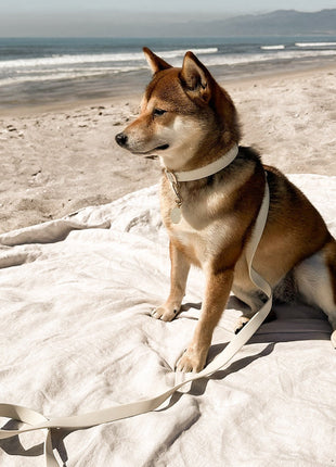 Elise Collar - Bone - Pup List