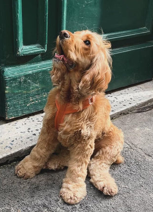 Terracotta - Comfort Dog Harness