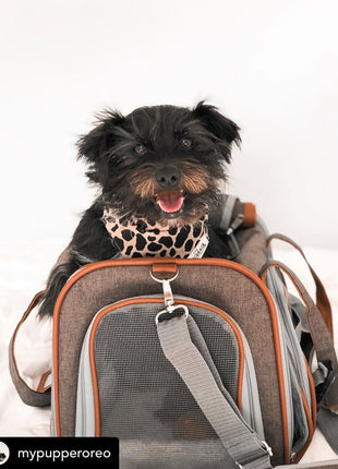Mr. Peanut's Gold Series Standard Size Airline Compliant Pet Carrier