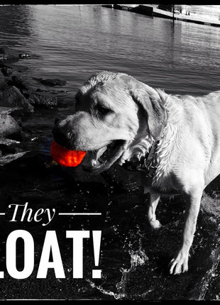 WUNDERBALL - Best Fetch Toy