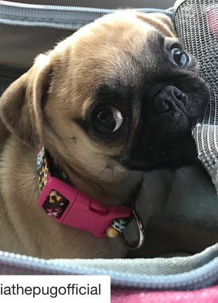 Mr. Peanut's Gold Series Standard Size Airline Compliant Pet Carrier