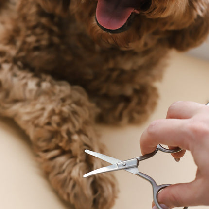 Mini Safety Scissor