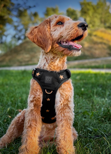 The NoMad Adjustable Luxe Harness - Rockstar