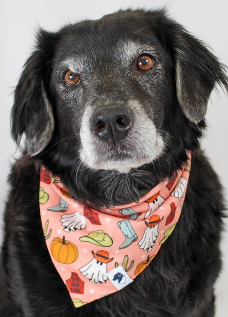 It's Fall Y'all Dog Bandana