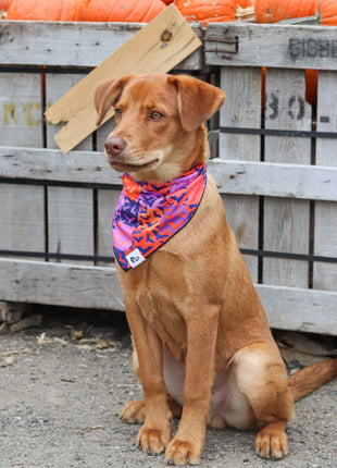 Spooky Bat Squares Dog Bandana