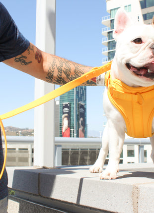 Luxe Harness - Soleil - Pup List