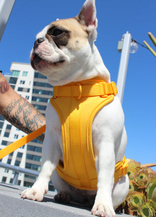 Luxe Harness - Soleil - Pup List