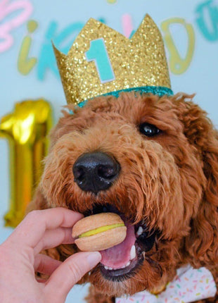 Happy Birthday Dog Treats Gift Box