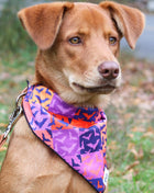 Spooky Bat Squares Dog Bandana