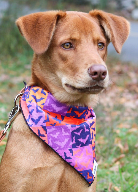 Spooky Bat Squares Dog Bandana