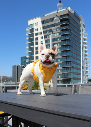 Luxe Harness - Soleil - Pup List