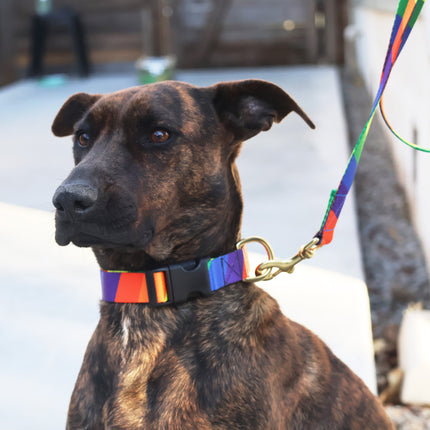basic snap collar / printed