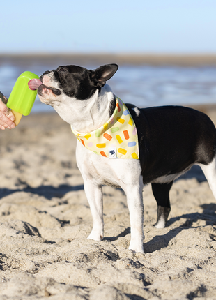 Popsicle Dog Bandana
