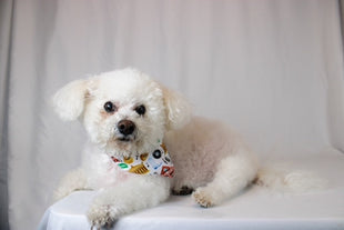 Nashville Tennessee Dog Bandana