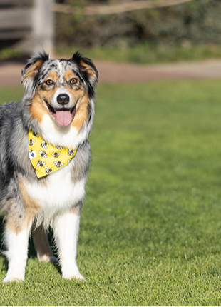 Bees & Daisy Dog Bandana