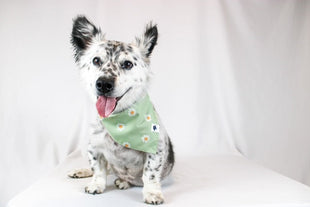 Daisy Dog Bandana