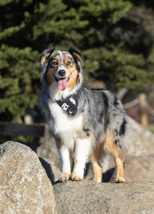 Blue Moon & Lightning Dog Bandana