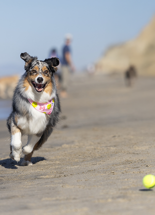 Ball Is Life Dog Bandana