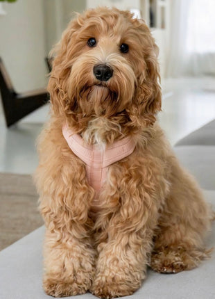 Powder Rose - Comfort Dog Harness