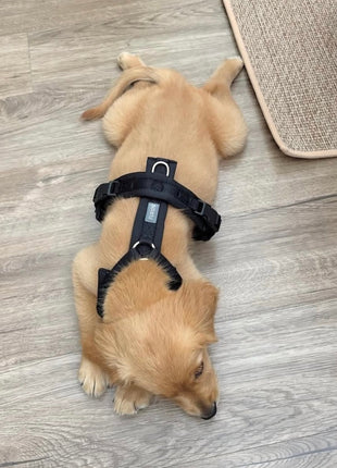 Black - Comfort Dog Harness