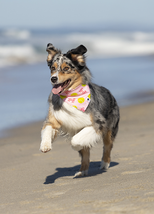 Ball Is Life Dog Bandana