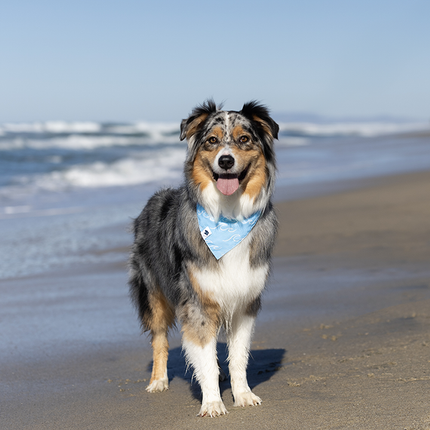 Shores Dog Bandana