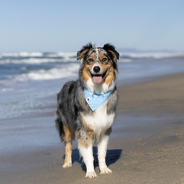 Shores Dog Bandana