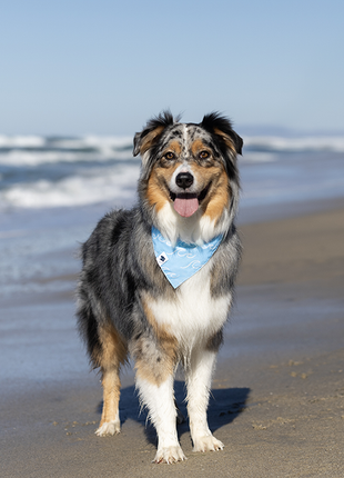 Shores Dog Bandana