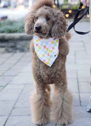 Popsicle Dog Bandana