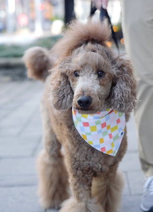 Popsicle Dog Bandana