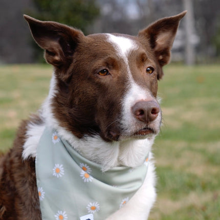 Daisy Dog Bandana