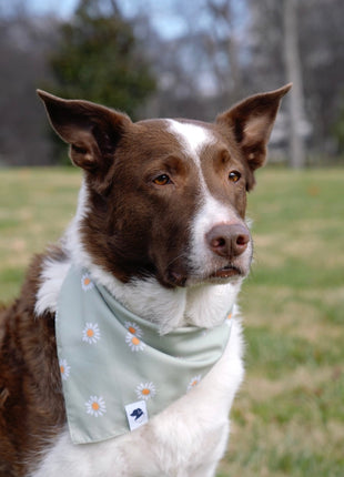 Daisy Dog Bandana