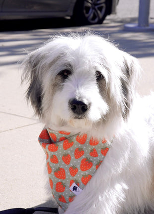 Watermelon & Strawberry Dog Bandana
