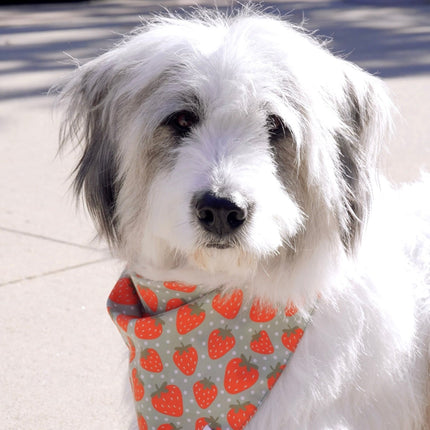 Watermelon & Strawberry Dog Bandana