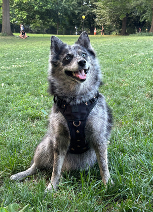 The NoMad Adjustable Luxe Harness - Rockstar