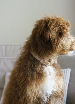 'Sand' - Velvet Dog Collar