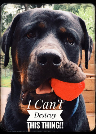 WUNDERBALL - Best Fetch Toy