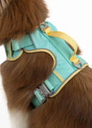 Aqua / Sunshine Yellow / Medium