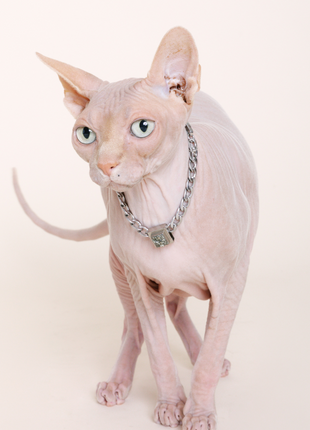 The Galaxy Pet Necklace