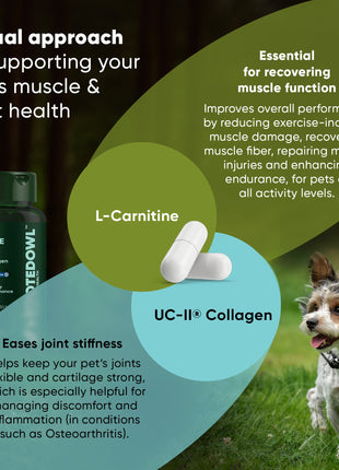 Joint & Muscle Health (Cats & Small Dogs)