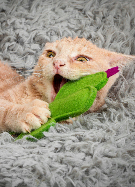 Kitty Cactus