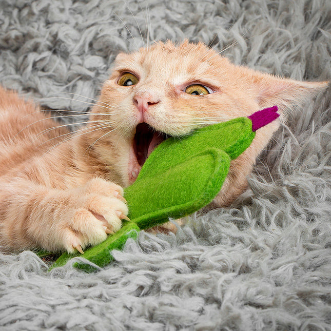 Kitty Cactus