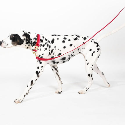 Kate Spade Red and Pink Colorblock Large Leash
