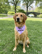 Adopt Me I'm A Foster Tie Dye Dog Bandana New Arrival