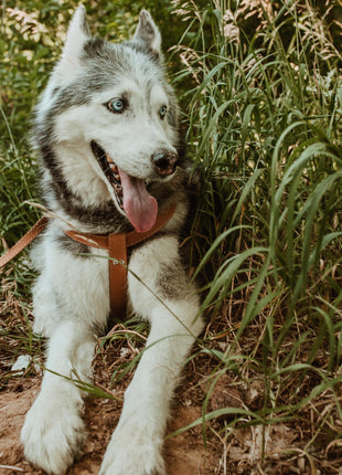 Step In Leather Dog Harness