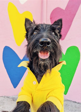 Parisian Pet 'Polo' Dog & Cat T-Shirt – Stylish Embroidered Pet Shirt, Comfortable & Lightweight – Yellow