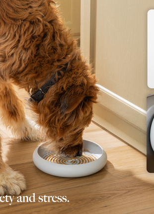 LAY LO Dog Enrichment Starter Bundle & Gift Box